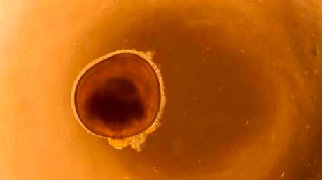 Crean miniojos en laboratorio que podrían ayudar a curar la ceguera