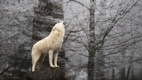 Descubren que un parásito felino hace que los lobos sean más propensos a liderar la manada