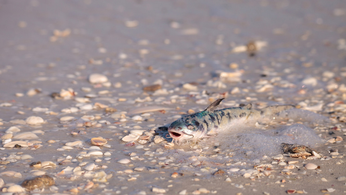 Un alga tóxica capaz de afectar a los humanos provoca alarma en Florida