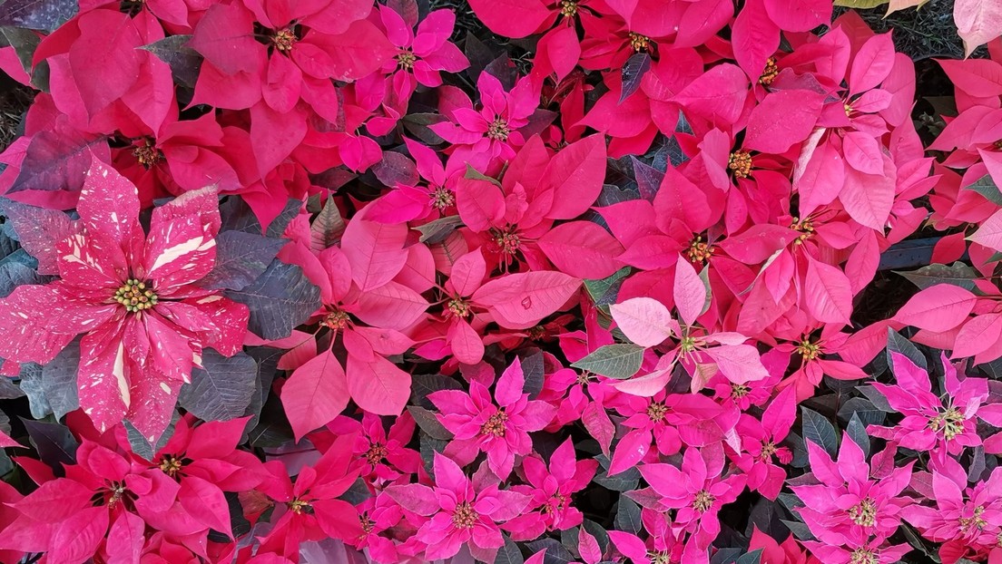 La flor de nochebuena, el símbolo navideño que nació en México y se expandió por todo el mundo