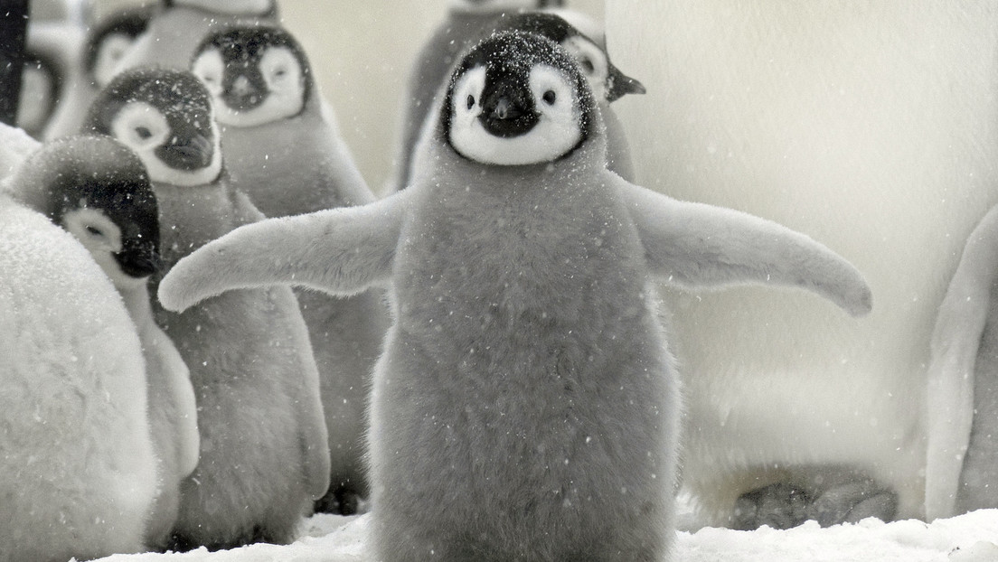 Casi dos tercios de las plantas y animales de la Antártida podrían desaparecer para el fin de siglo