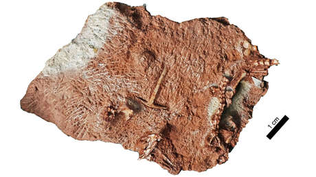 Un fósil hallado en un armario resulta ser una nueva especie de lagarto de más de 200 millones de años