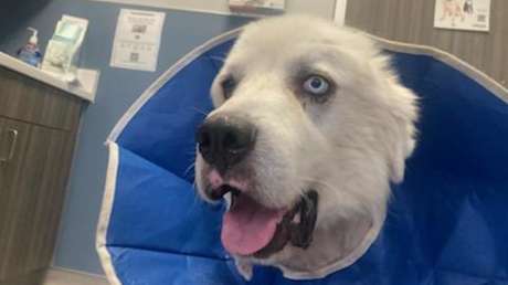 Un heroico perro pastor mata a 8 coyotes mientras protegía a las ovejas