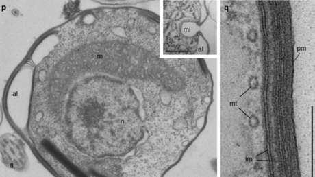 Descubren nuevos grupos de depredadores, 'leones del mundo microbiano'