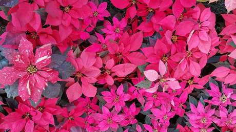 La flor de nochebuena, el símbolo navideño que nació en México y se expandió por todo el mundo