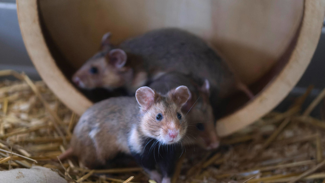 Hong Kong levantará la prohibición de importar hámsteres