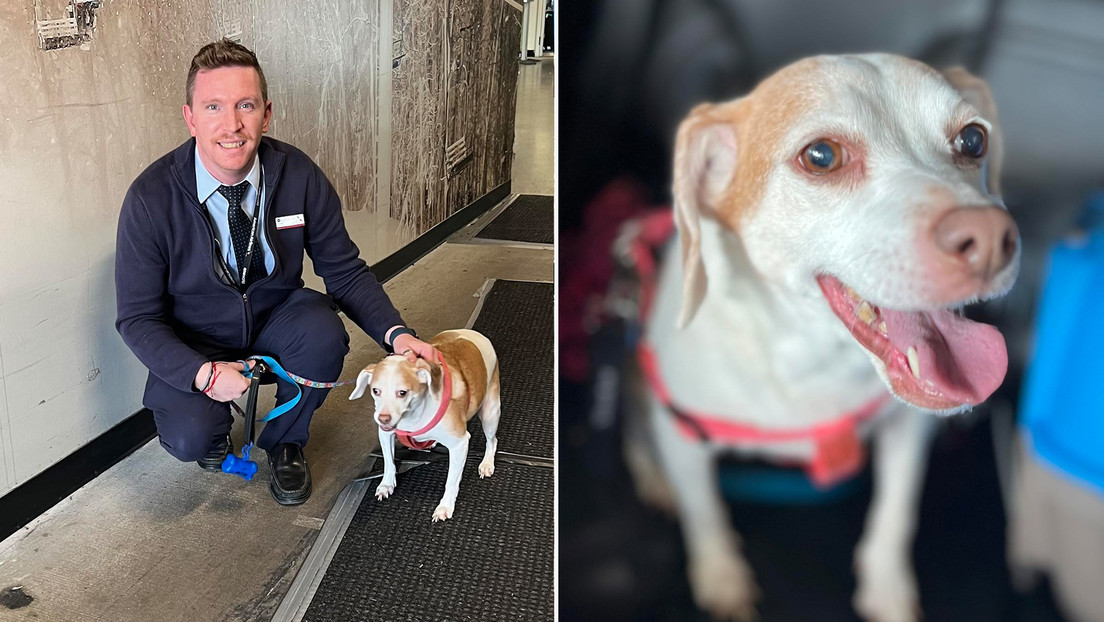 Abandona a su perrita en un aeropuerto de EE.UU. porque su jaula no cabía debajo del asiento