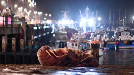 VIDEO: Cancelan el espectáculo pirotécnico de Año Nuevo en una ciudad británica para no asustar a una morsa
