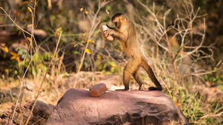 Estudio: Herramientas de 50.000 años halladas en Brasil fueron hechas por monos, no por humanos