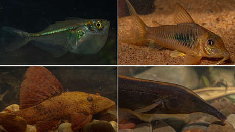 Descubren 35 nuevas especies de peces en un parque nacional en Bolivia