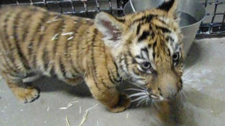 VIDEO: Denuncia por disparos y huellas de sangre llevan a la Policía hasta un cachorro de tigre enjaulado