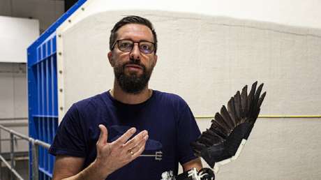 Un ala robótica emplumada puede allanar el camino para los drones que aletean