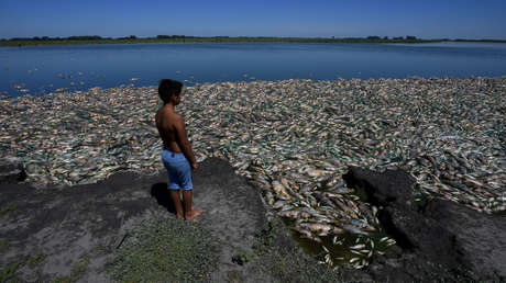 Miles de peces aparecen muertos en Argentina en medio de una fuerte sequía (VIDEO)