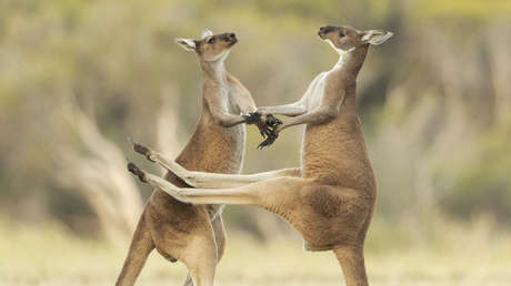 Dos canguros que pelean chocan contra una tienda y asustan a las niñas que dormían dentro (VIDEO)