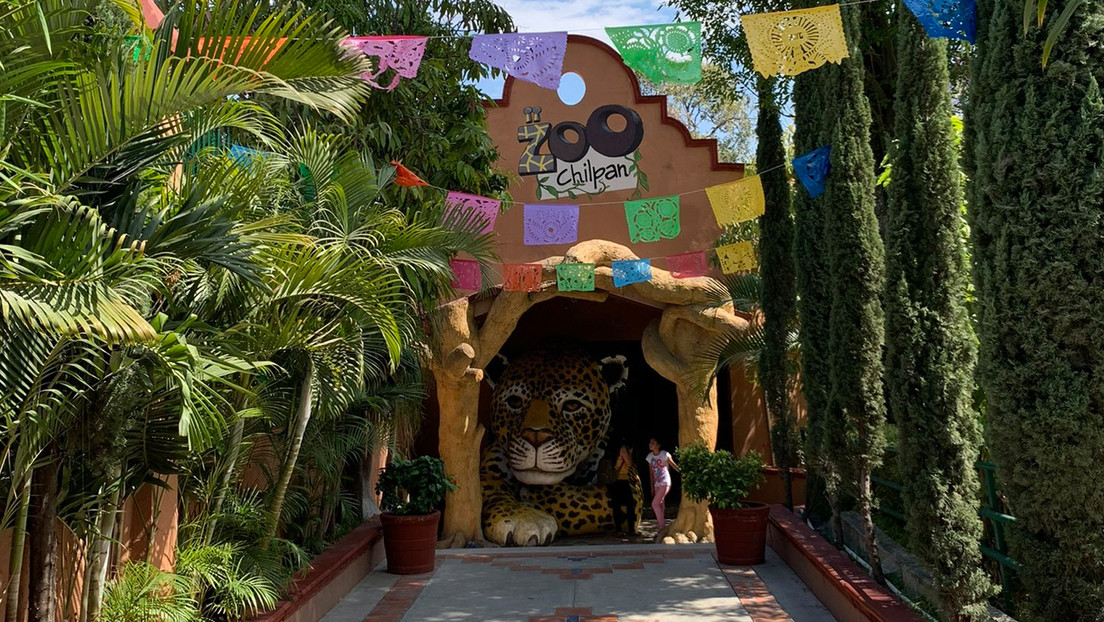 Descubren venta ilegal, falsos intercambios y hasta sacrificios en un zoológico mexicano
