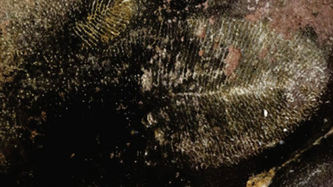 Un 'fósil' erróneo hace reescribir la historia del subcontinente indio