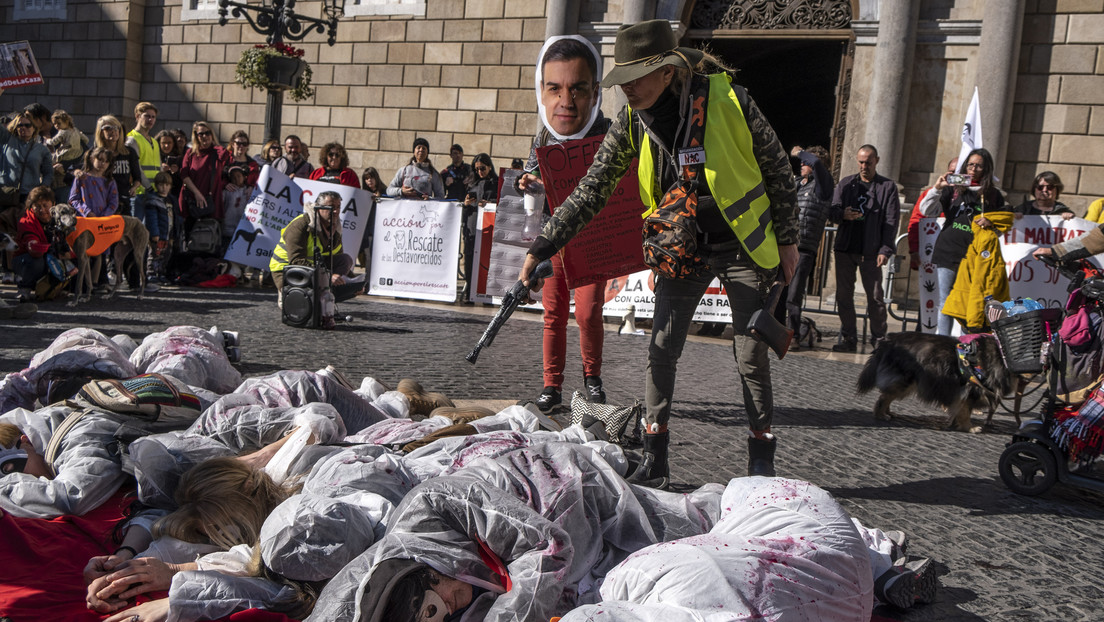 Los perros de caza en el centro de la polémica de la nueva Ley de Bienestar Animal en España
