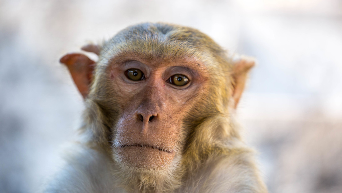 EE.UU. urge a investigar a la compañía Neuralink de Musk por transportar implantes cerebrales infectados