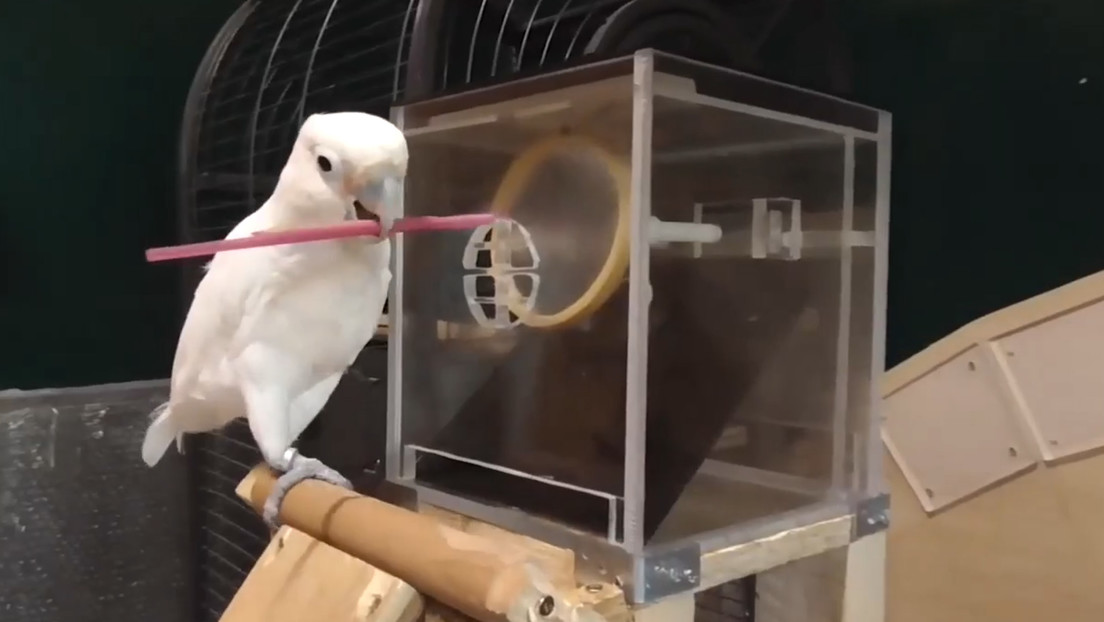 Antonio J. Osuna-Mascaró et al.