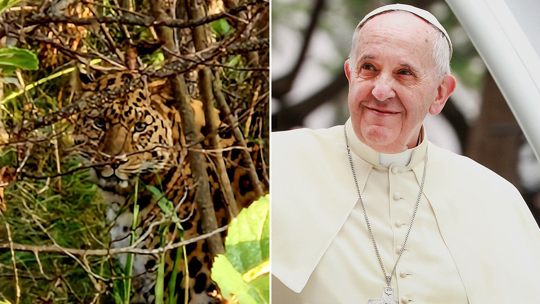 Conozcan a Martín Fierro, el leopardo de un zoo ruso 'protegido' por el papa Francisco