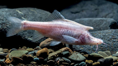 Descubren una nueva especie de 'pez unicornio' ciego en una cueva china