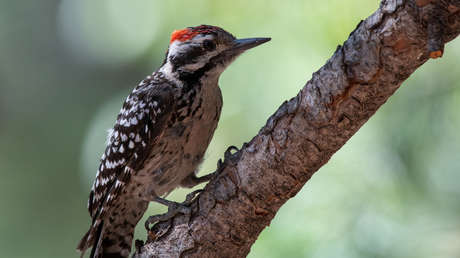 Un pájaro carpintero llena las paredes de una casa con más de 300 kilos de bellotas
