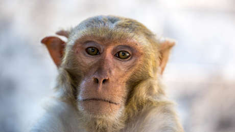 EE.UU. urge a investigar a la compañía Neuralink de Musk por transportar implantes cerebrales infectados