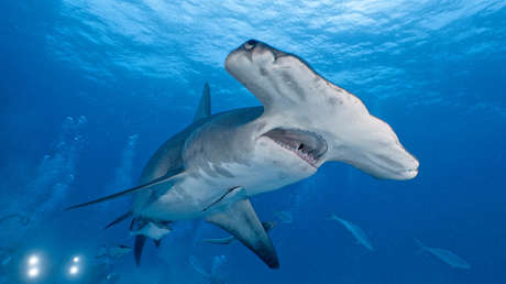 VIDEO: Un perro ahuyenta a un tiburón martillo de casi cuatro metros