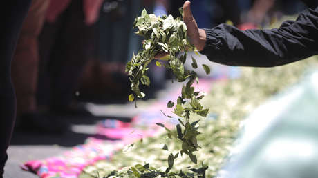 Colombia solicitará a Naciones Unidas avalar el uso lícito de la hoja de coca