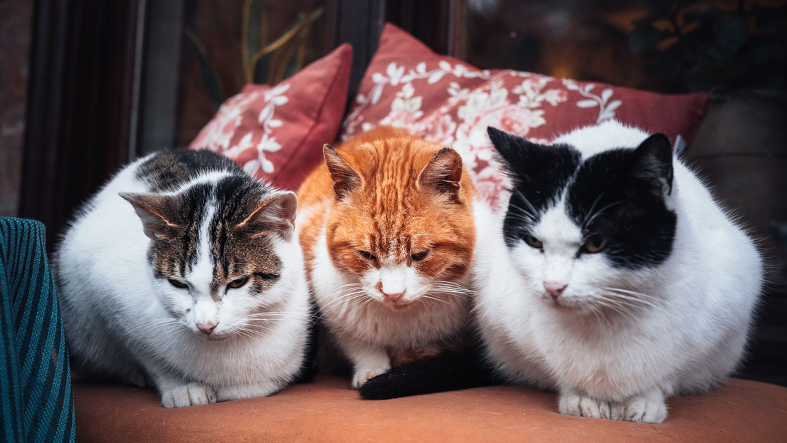 Revelan que Reino Unido barajó el sacrificio de gatos a inicios de la crisis del covid