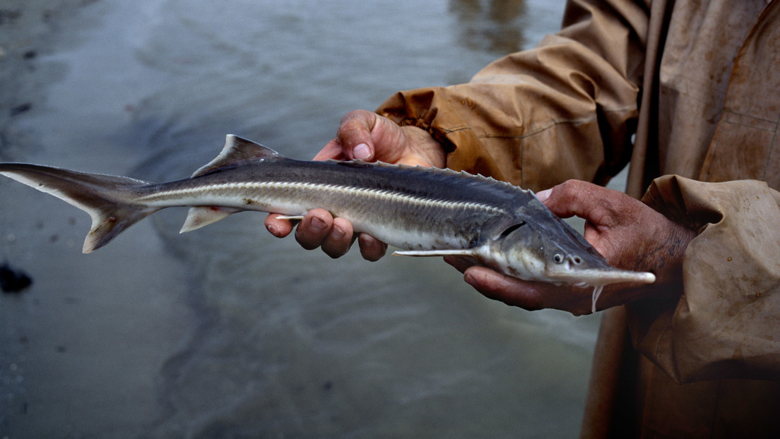 Los virus de la gripe podrían haberse originado en peces hace 600 millones de años