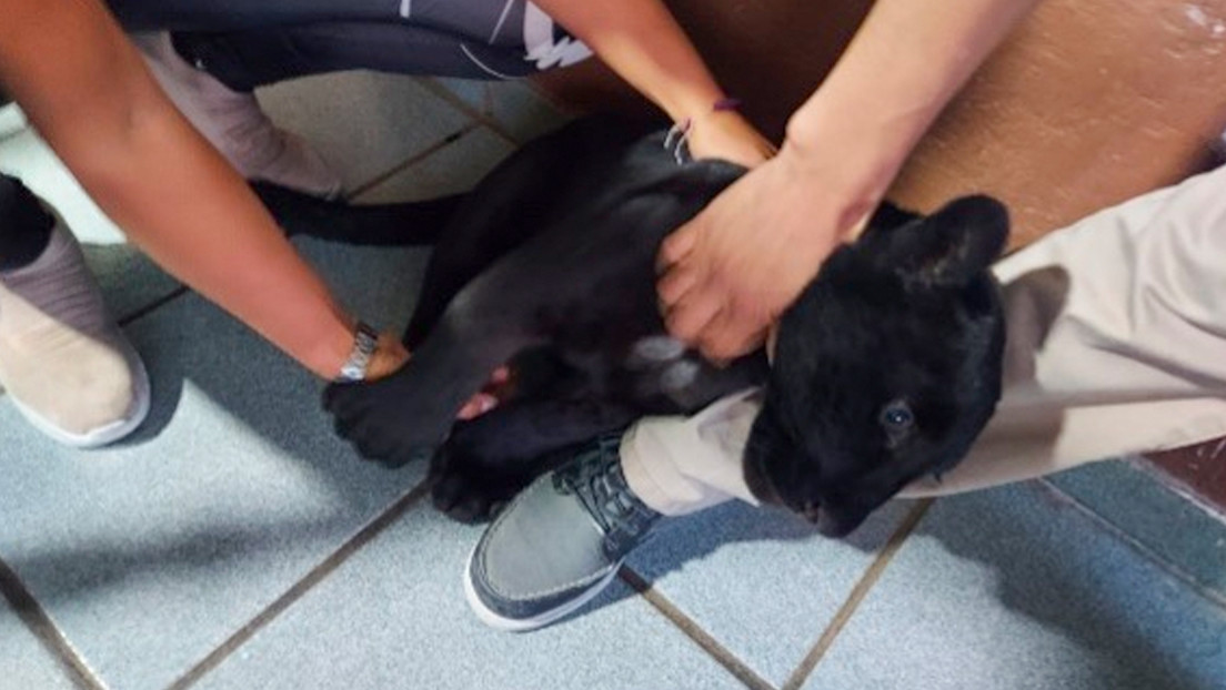 Rescatan un ejemplar de jaguar negro que era paseado con una correa por una mujer en Jalisco