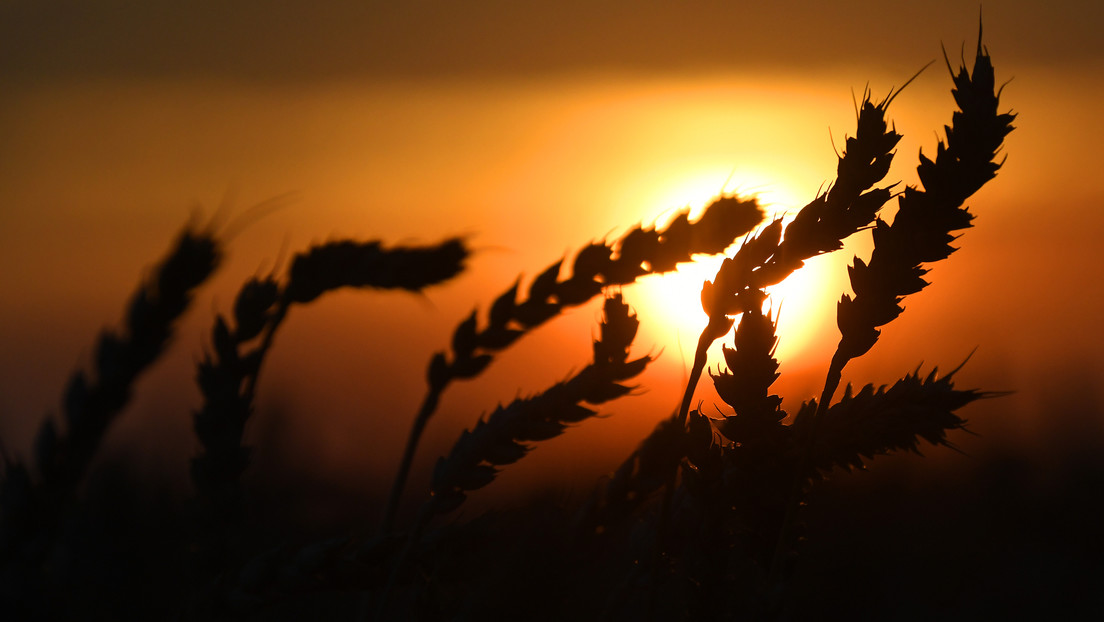 Exportaciones de trigo rusas casi se han duplicado respecto a niveles previos a la crisis en Ucrania