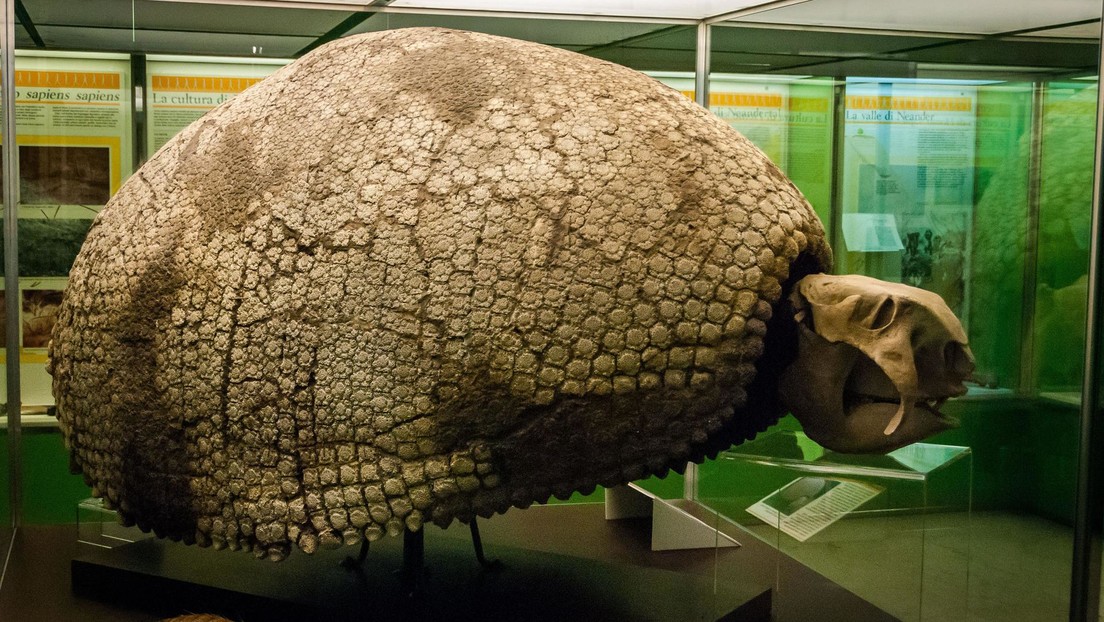 Niños hallan en Argentina restos de un armadillo gigante de 5 millones de años de antigüedad (FOTOS)