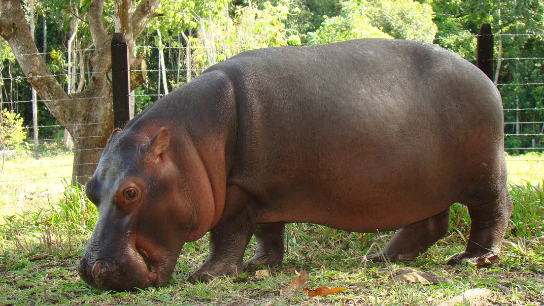 Ecuador da un "rotundo no" a propuesta de recibir hipopótamos de Pablo Escobar