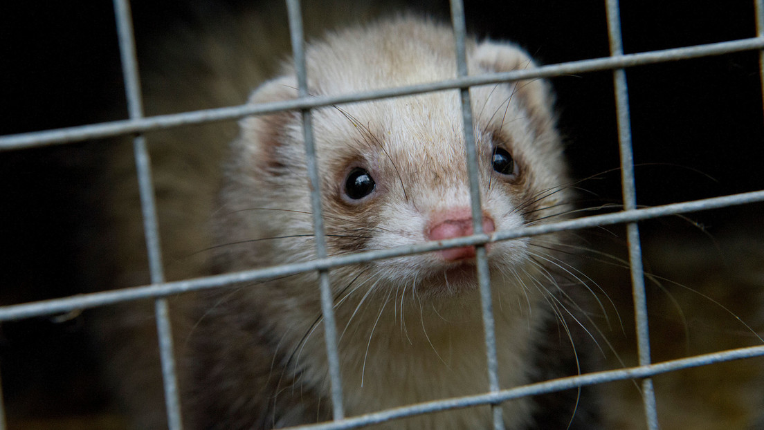 PETA exige al Pentágono detener los ensayos con animales en el estudio del 'síndrome de La Habana'