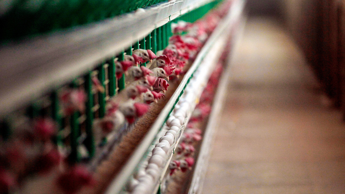 Chile suspende exportaciones avícolas tras detectar primer caso de influenza en un ave de corral