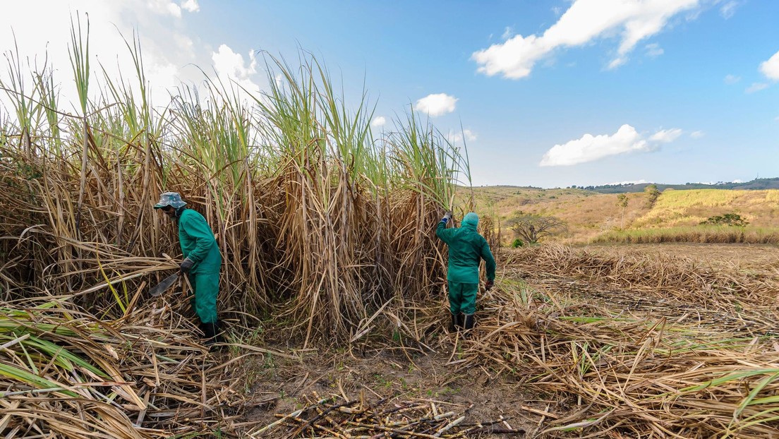 Rescatan en Brasil a más de 200 trabajadores en condiciones "análogas a la esclavitud"