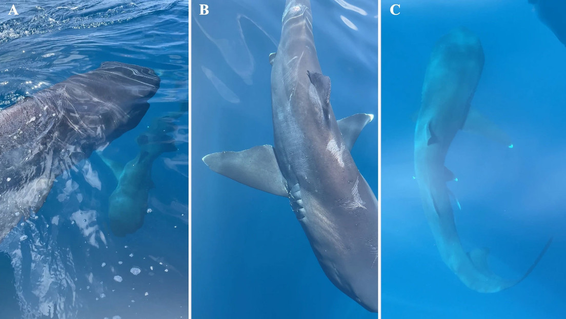 Filman por primera vez a dos tiburones de 'boca ancha' frente a la costa de California