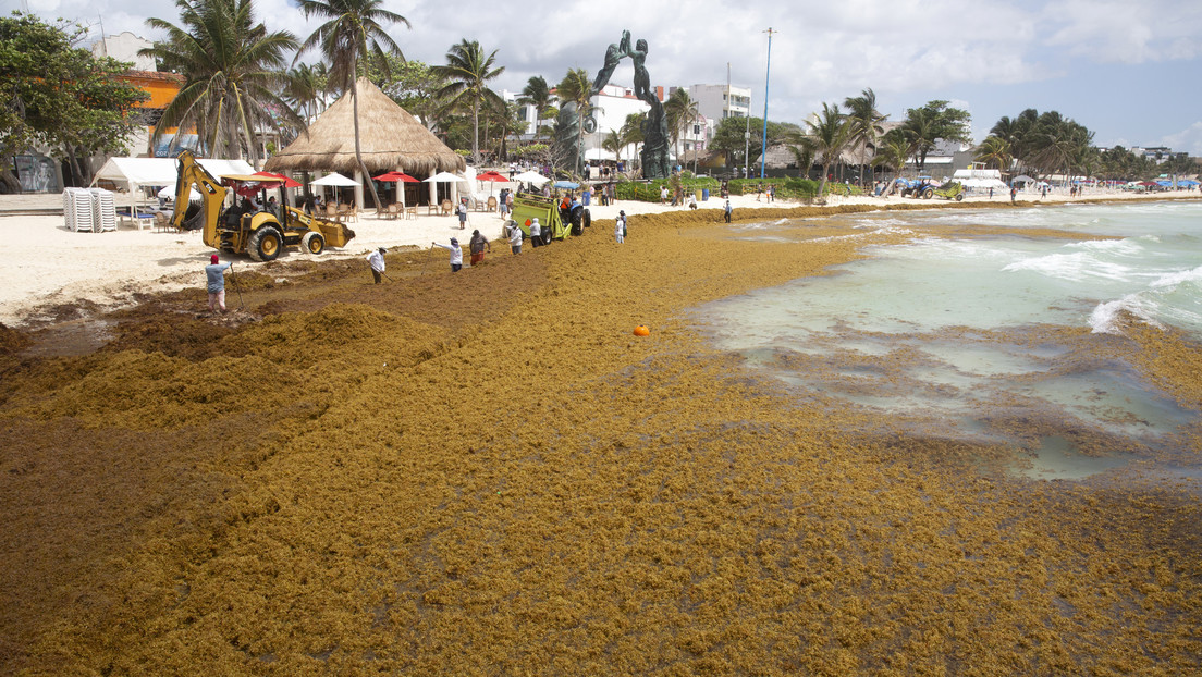 Imágenes satelitales muestran una mancha de 8.000 kilómetros de sargazo avanzando hacia el Caribe