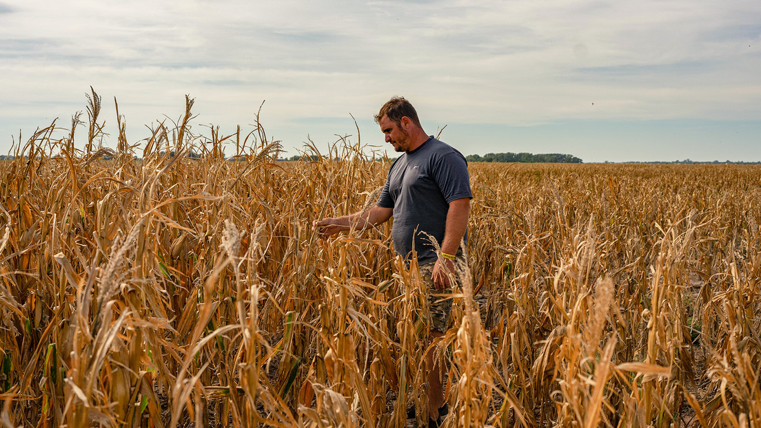Los números rojos que deja la sequía histórica en Argentina en la producción de soja y maíz