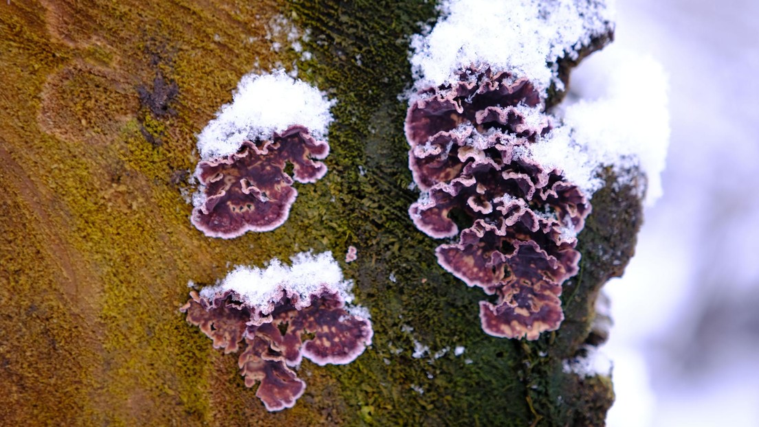 Un experto en hongos contrae una enfermedad fúngica mortal para las plantas en un caso único