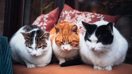 Revelan que Reino Unido barajó el sacrificio de gatos a inicios de la crisis del covid