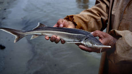 Los virus de la gripe podrían haberse originado en peces hace 600 millones de años