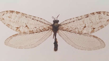 Un insecto gigante del Jurásico es hallado en un centro comercial de EE.UU.