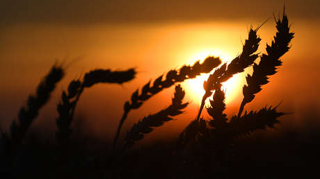 Exportaciones de trigo rusas casi se han duplicado respecto a niveles previos a la crisis en Ucrania