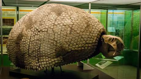 Niños hallan en Argentina restos de un armadillo gigante de 5 millones de años de antigüedad (FOTOS)