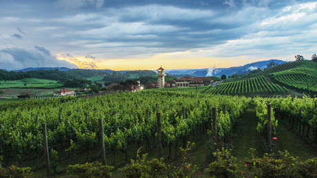 "Episodio imperdonable": la mayor bodega de Brasil se disculpa por haber utilizado mano de obra esclava