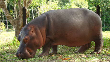 Ecuador da un "rotundo no" a propuesta de recibir hipopótamos de Pablo Escobar