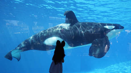 Muere la orca "más solitaria del mundo"